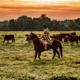cavalo