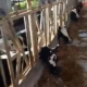 vacas