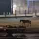 cavalo