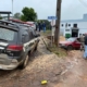 palmitinho