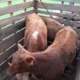 animais