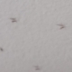 mosquito 0