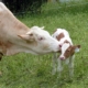 6-passos-para-o-sucesso-na-Inseminação-Artificial-em-Bovinos-artigo