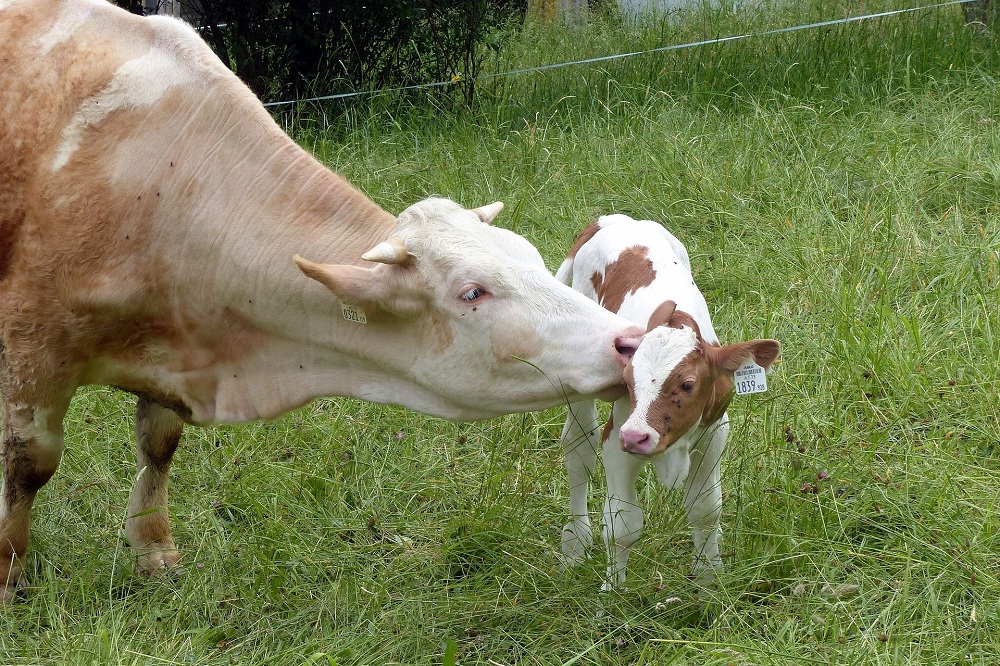 6-passos-para-o-sucesso-na-Inseminação-Artificial-em-Bovinos-artigo